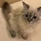 قطه همايلا اليفه جدا مطعمه وليست مصابه ب اي امراض