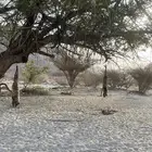 مطلوب شاص 2020 ابيض ربيم فل (وللي يجيبلي سعي 1000)