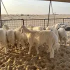 ذبايح حري البيع ب الكيلو 40 ريال طريق ابو حدريه