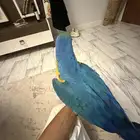 ببغاء مكاو آليف