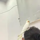 ذكر أليف سليم سبب بيع مو فاضي لو يحب لعب يتكلم فقط تصفير