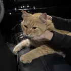 قطه لتبني أليفه جدا