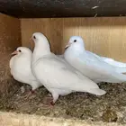فراخة حمام فرنسي   زاجل