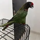 ببغاء لوري يلو ستريك تم البيع
