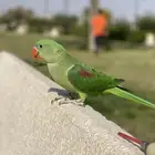 درة نيباليه هدد داخلي وخارجي واليفه معا الكل