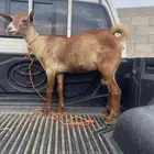 خبشه