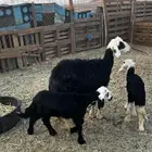 انعجه تحتها خروف ورخل