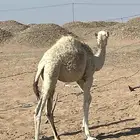 بكرة وضحا نظيفه وطيبه على جمل المهيلب وامها عليه 20 الف