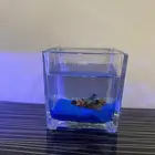 سمكه كوي فايتر