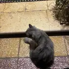 قط قطه كيتن للتبني