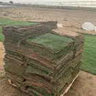 ثيل سي الفين على الشرط