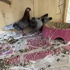 حمام كوري