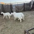 طليان