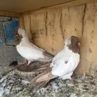 جوز سوداني وذكر منتج للبيع