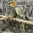 زوج كروان منتج شرط الذكر اليف