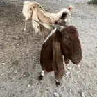 معزاء صنف للبيع