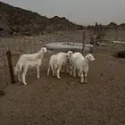 رخال للبيع