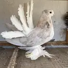 حمام رقاصي أمريكي توب