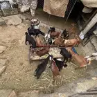 تيوس وعنقان للبيع