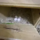 للبيع بيض روز