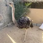 ن.ع.ام أفريقي العمر 5 شهور