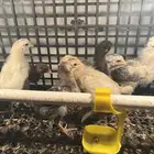 صوص فيومي وبلدي عمر اسبوعين