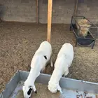 سواكن ذبح سواكني مربوطه خمس شهور