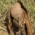 قعود. على الحليب والمرعى العمر سبعه شهور. للبيع