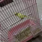 للبيع عصفوره