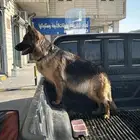 جيرمن شولاين حراسه