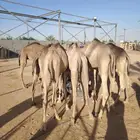 قعدان صوماليه مفاريد أوزان طيبه وغنم بربري