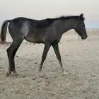 مهرة ست شهور