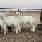 للبيع رخال طيبه للي لتأسيس مراح