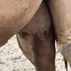 ناقه