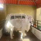 خاروف فحل شرط