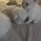 كيتنز للبيع