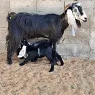 عنز متاوم