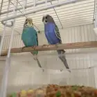 جوز بادجي استرالي جاهزين الذكر يطلب تزاوج