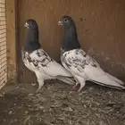 جوز بكستاني رام