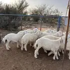 طليان للبيع
