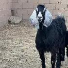 عنز سدس شبب جرم