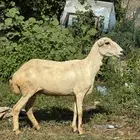 نعجه طيبه