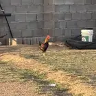 ديك بلدي