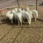 طليان