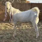 تيس فحل للبيع