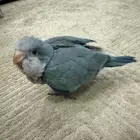 فرخ كويكر