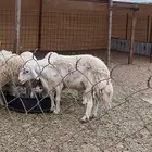 فحل حري مشروط
