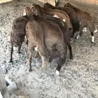 اضاحي طليان سواكني ظهور مليانه شحم ولحم