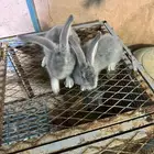 ارانب فلاندر العملاق