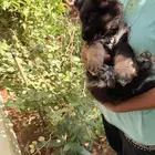 جيرمن شيبرد للبيع انثى